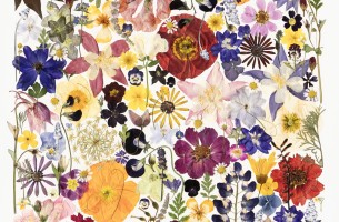 Pressed Flowers