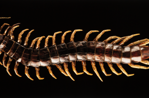 Centipede