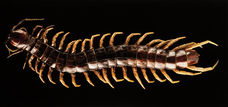 Centipede