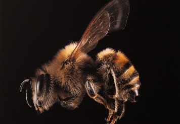 Bee