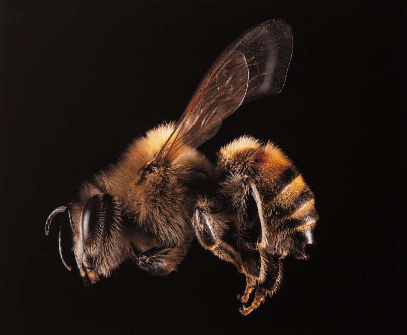 Bee